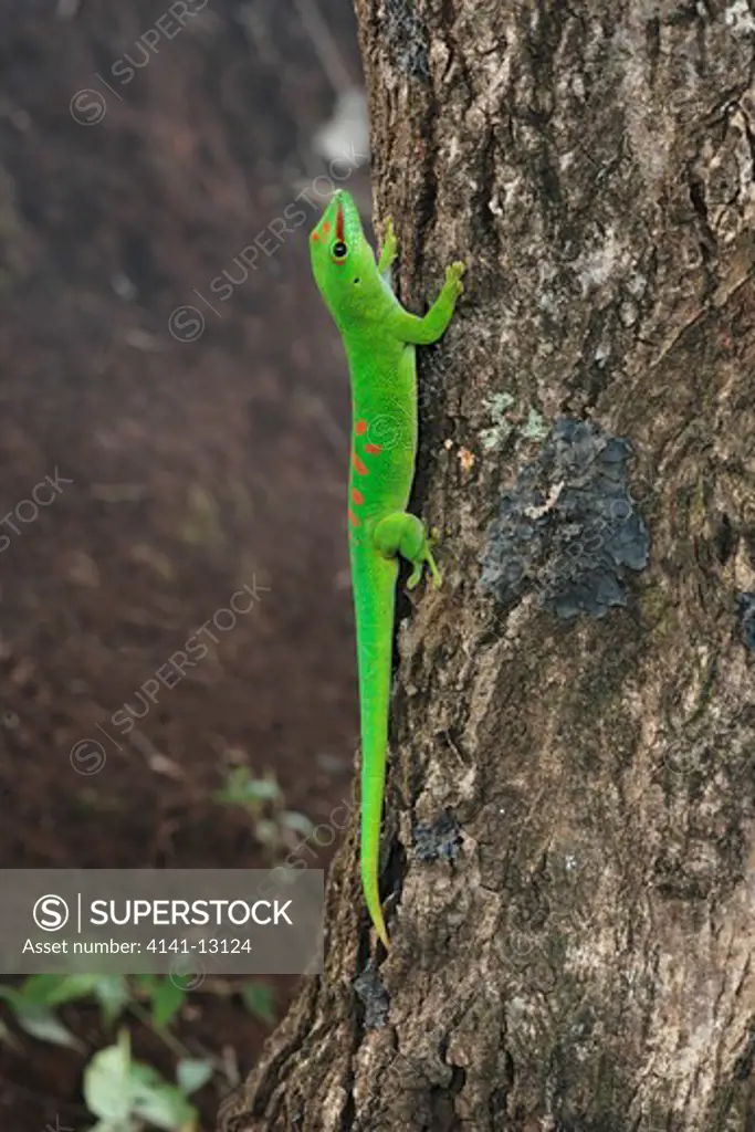 giant day gecko phelsuma madagascariensis grandis northern madagascar.