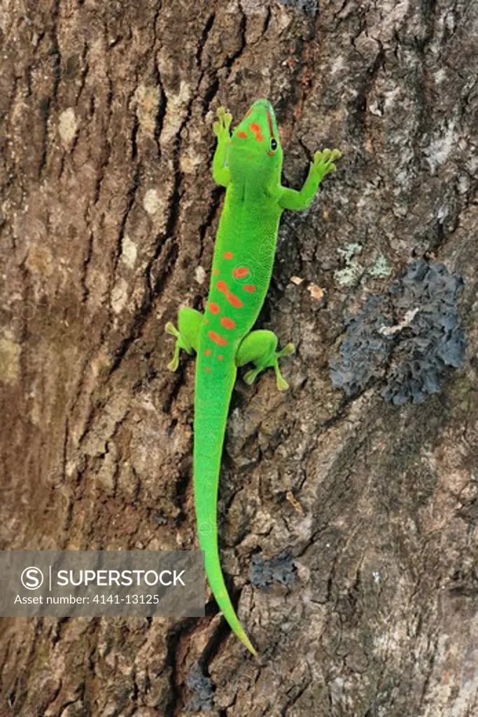giant day gecko phelsuma madagascariensis grandis northern madagascar.