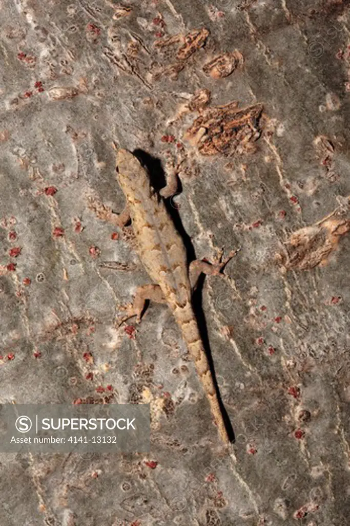 dwarf gecko lygodactylus tuberosus berenty, southern madagascar.