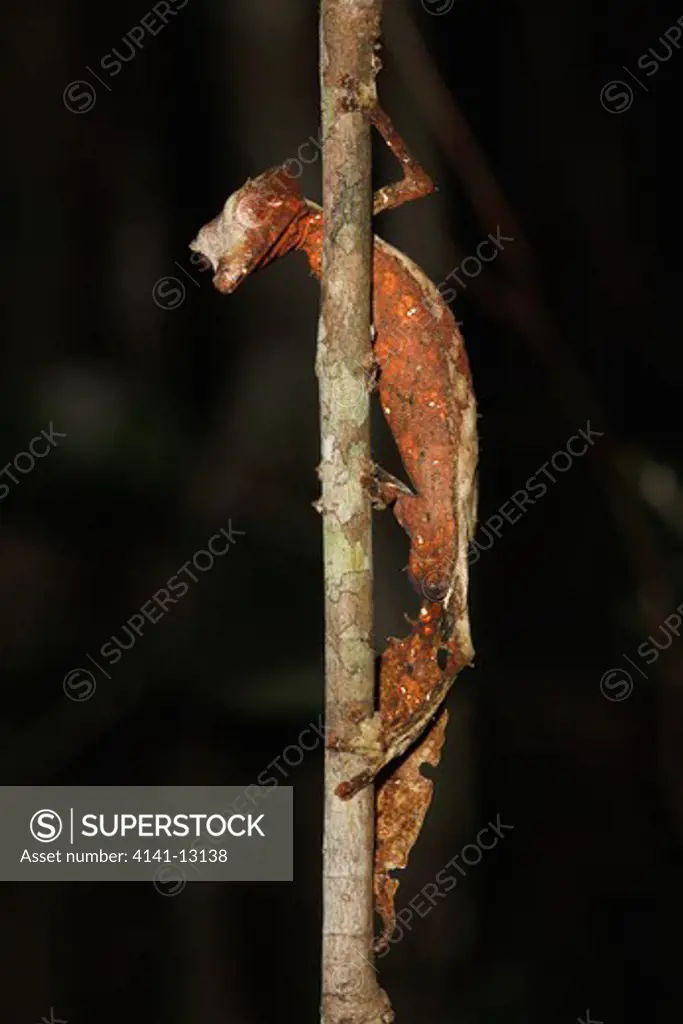 satanic leaf-tailed gecko uroplatus phantascticus andasibe, perinet, madagascar. 