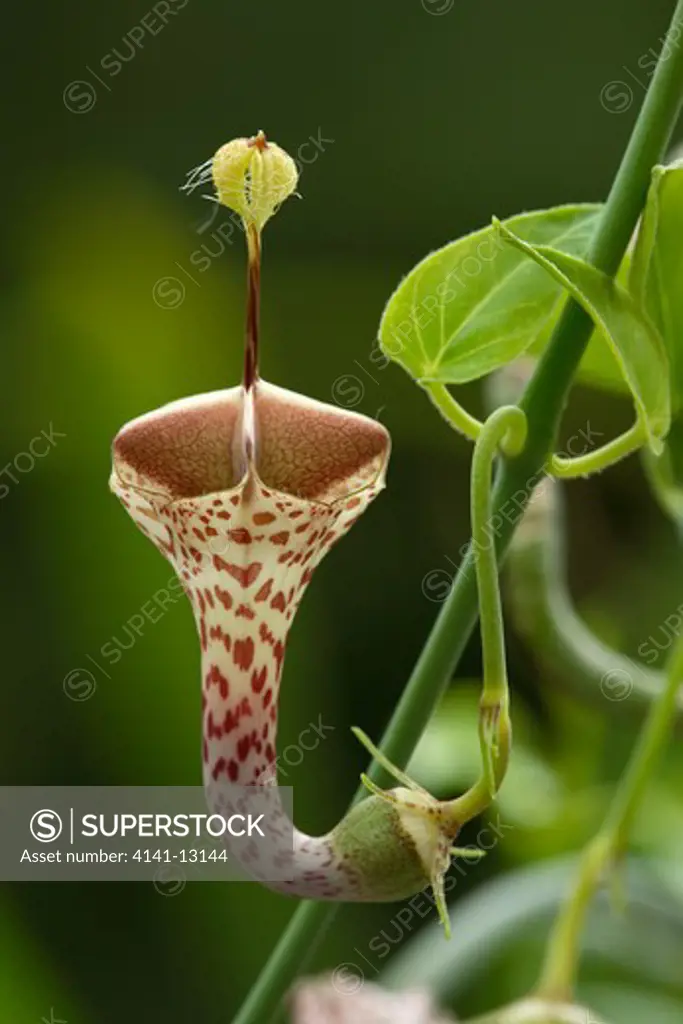 parachute plant ceropegia sandersonii