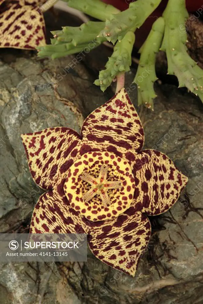 carrion-flower orbe stapelia variegata pale form, cultivated native to south africa