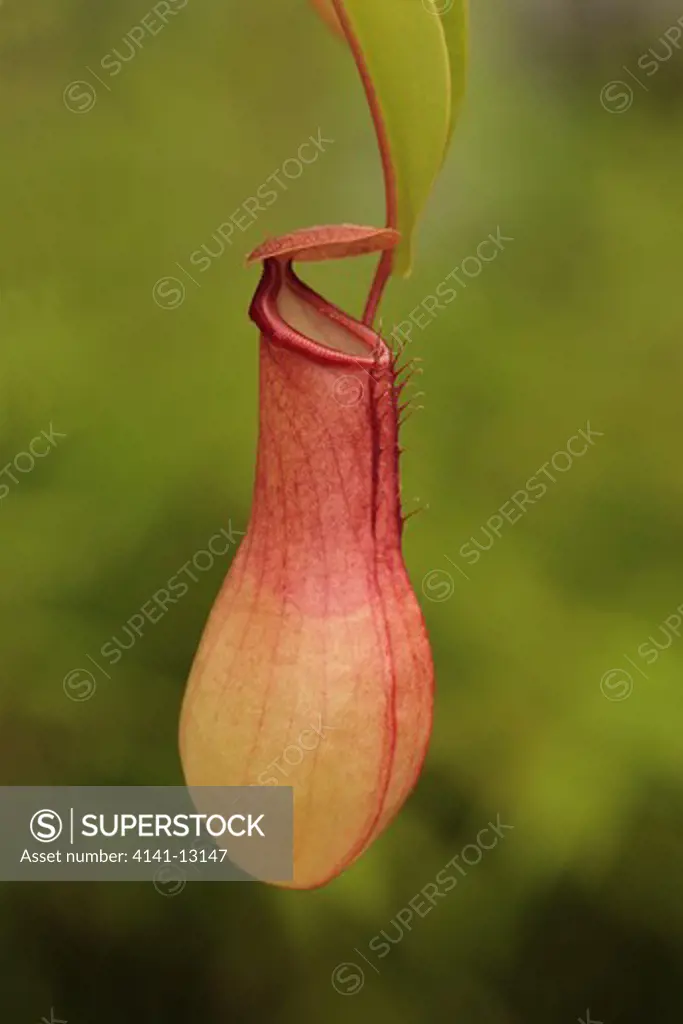 winged pitcher plant nepenthes alata native to the phillipines