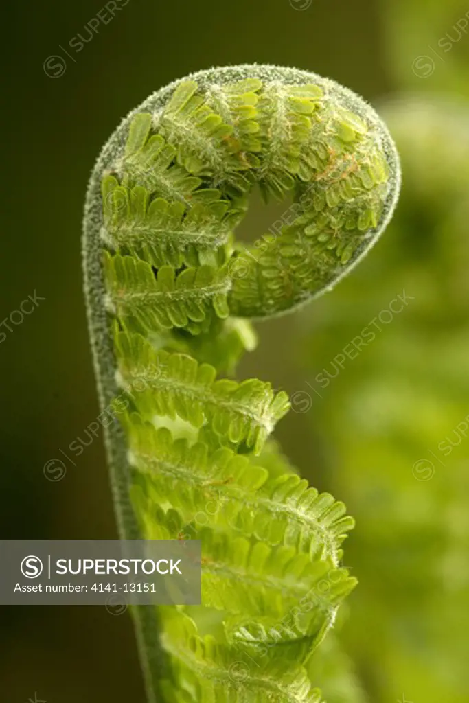 shuttlecock fern matteucia struthiopteris unfurling frond