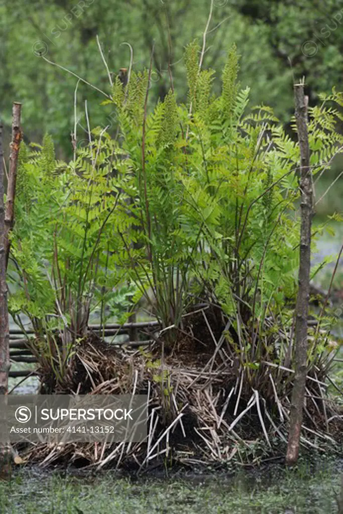 royal fern osmunda regalis skipwith common, east yorkshire.