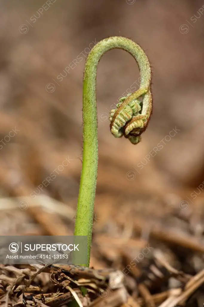 bracken pteridium aquilinum unfurling frond