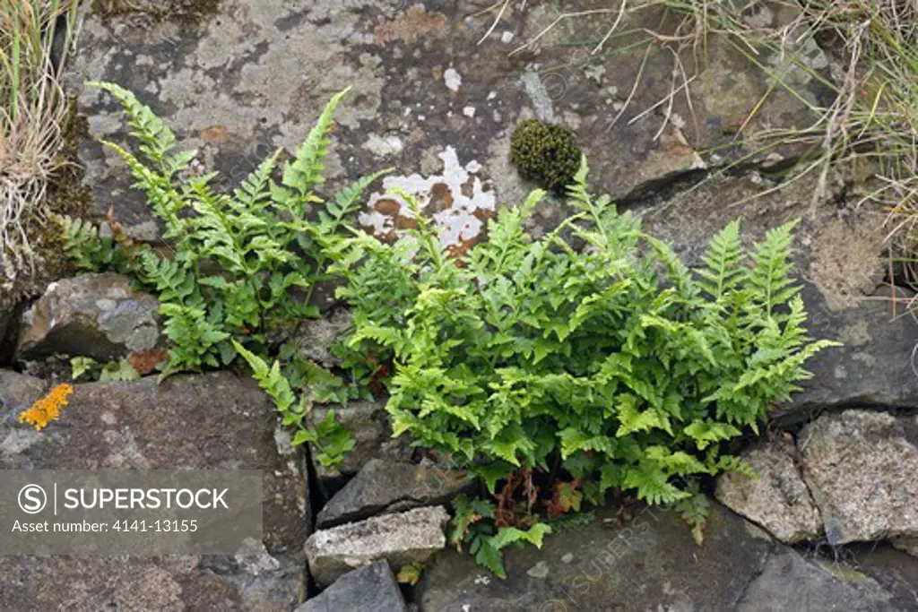 black spleenwort asplenium adiantum-nigrum mull, scotland