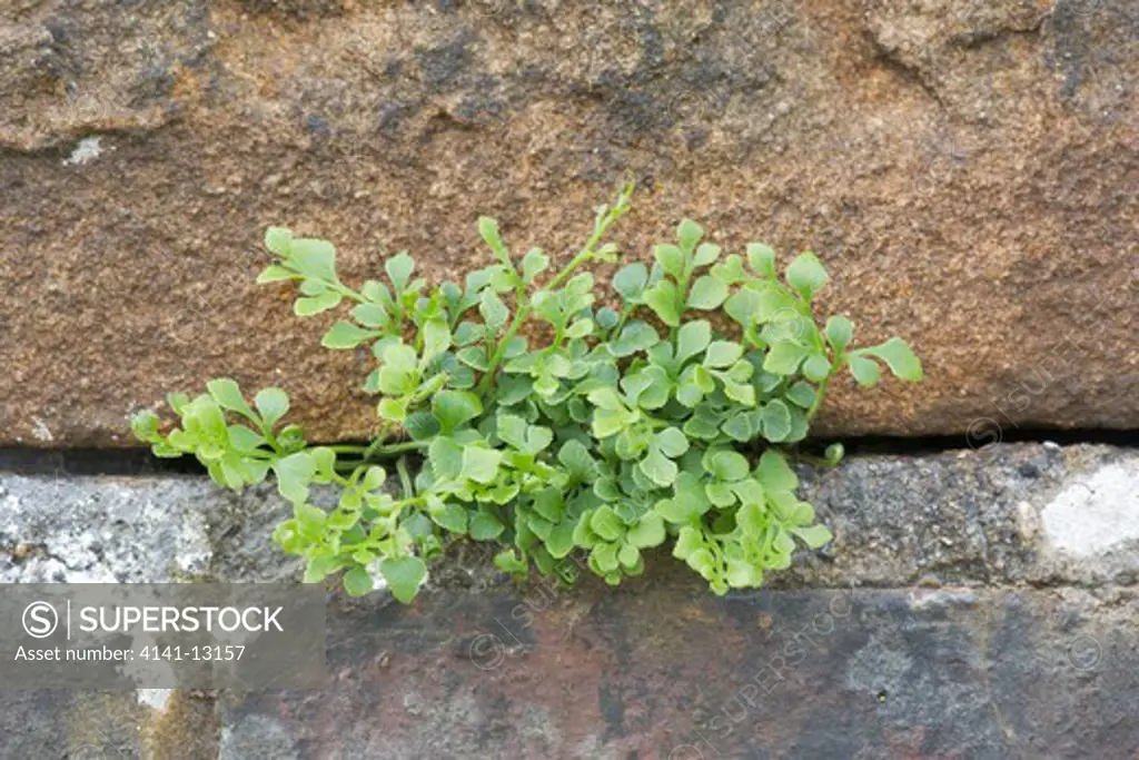 wall rue asplenium ruta-muraria a small fern, growing on a brick wall. millers dale, peak district, derbyshire