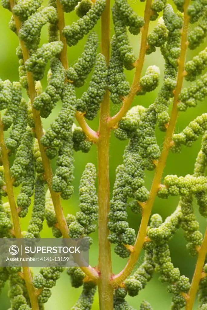 royal fern osmunda regalis spores on fertile frond roudsea woods, nature reserve, cumbria. june