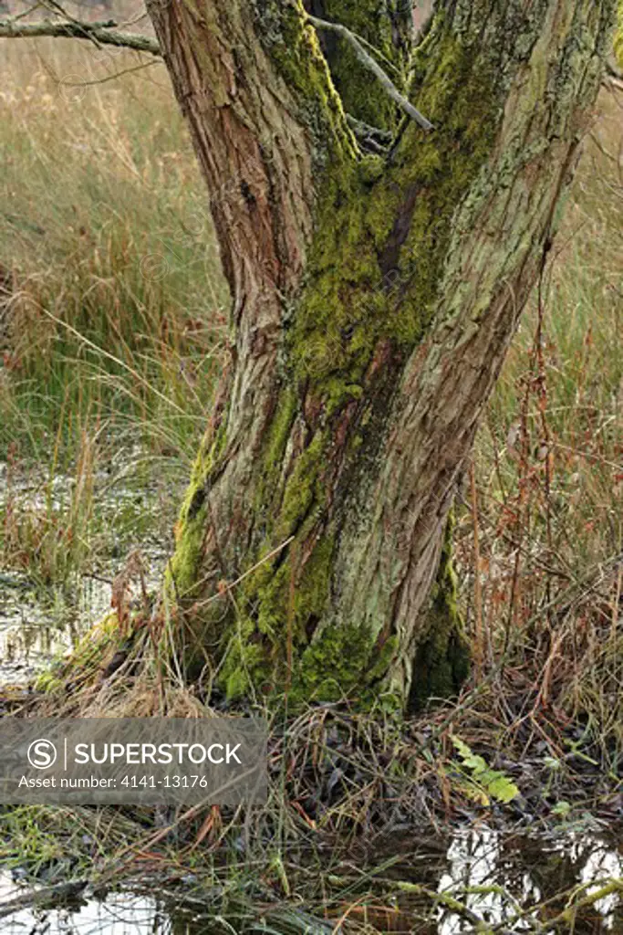 crack willow trunk detail salix fragilis calver, peak district national park, derbyshire december