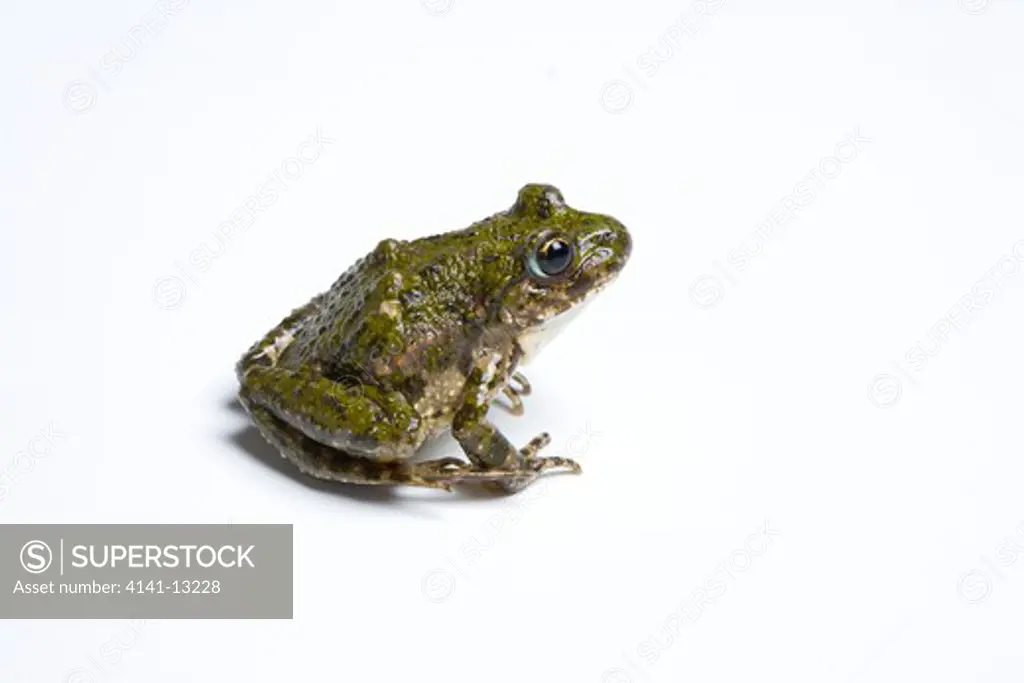 parsley frog pelodytes punctatus native to spain