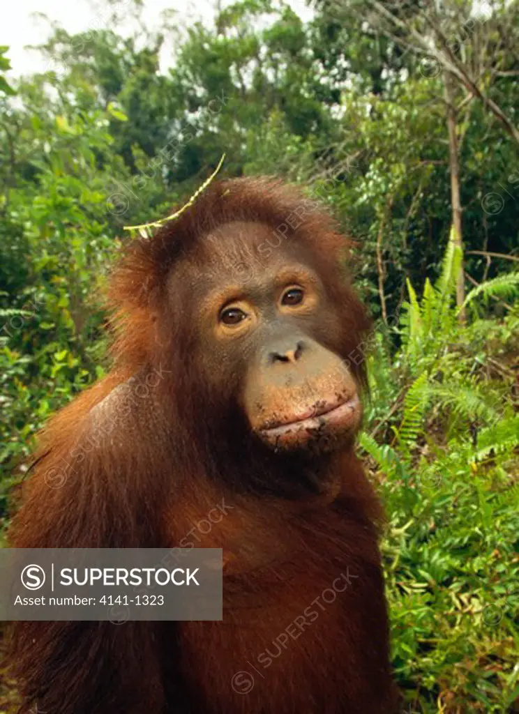 orangutan pygmaeus pygmaeus with mournful expression kalimantan, borneo