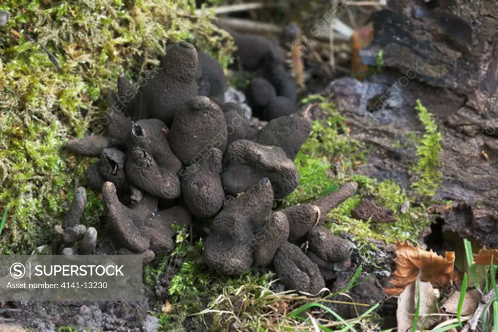 dead man's fingers xylaria polymorpha skipwith common, east yorkshire, august