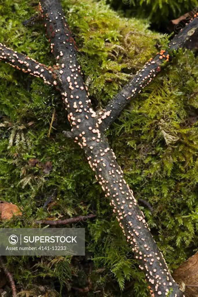 coral spot fungus nectria cinabarina chatsworth estate, derbyshire, in the peak district national park