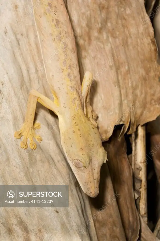 flat-tailed gecko uroplatus lineatus madagascar