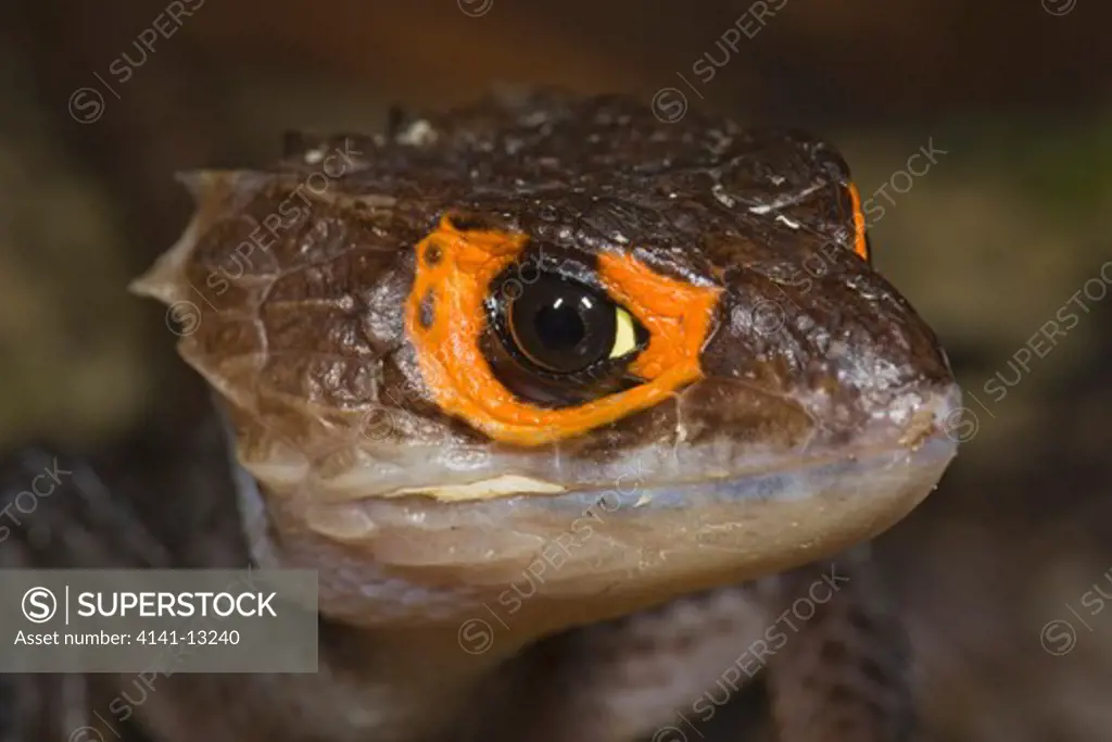 red-eyed crocodile skink tribilonotus gracilis new guinea
