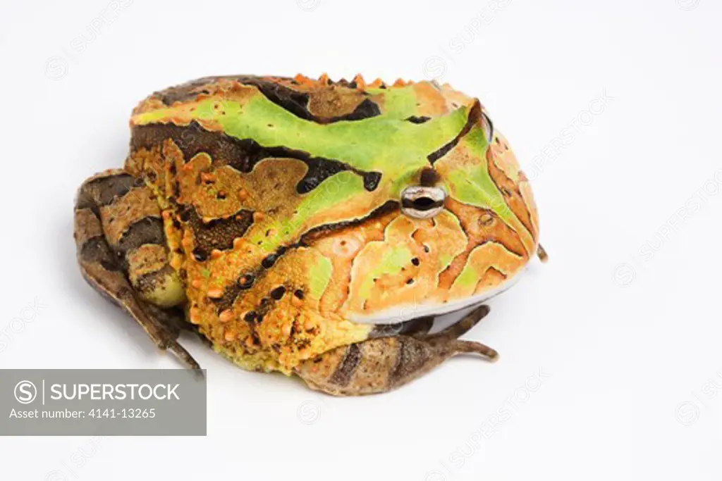 horned frog (ceratophrys cornuta) south america on white background
