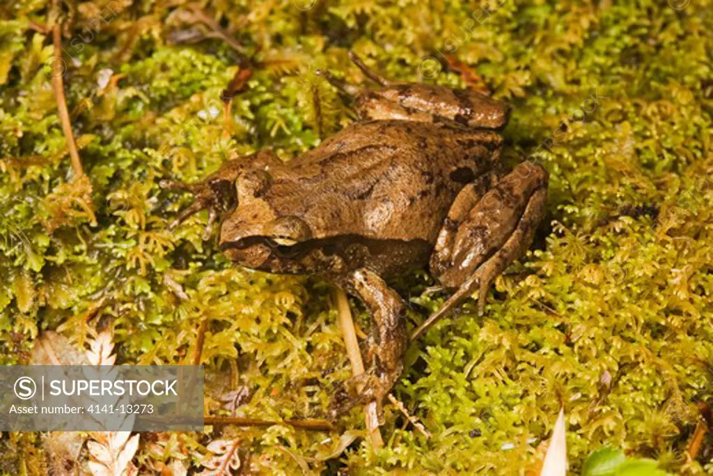 chiloe island ground frog (eupsophus calcaratus) alerce andino national park near puerto montt chile