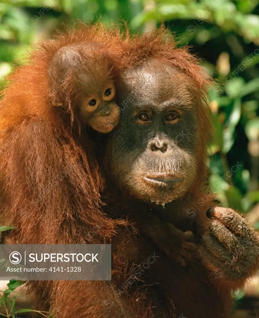 orangutan pygmaeus pygmaeus mother and young kalimantan, borneo