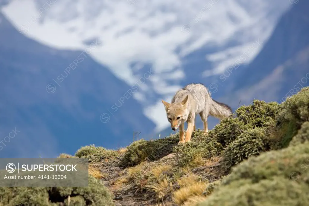 andean grey fox (pseudalopex griseus) torres del paine national park. patagonia magallanes region patagonia chile