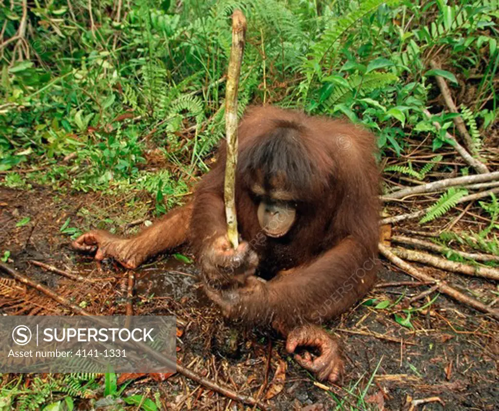orangutan pygmaeus pygmaeus using stick to get termites kalimantan, borneo