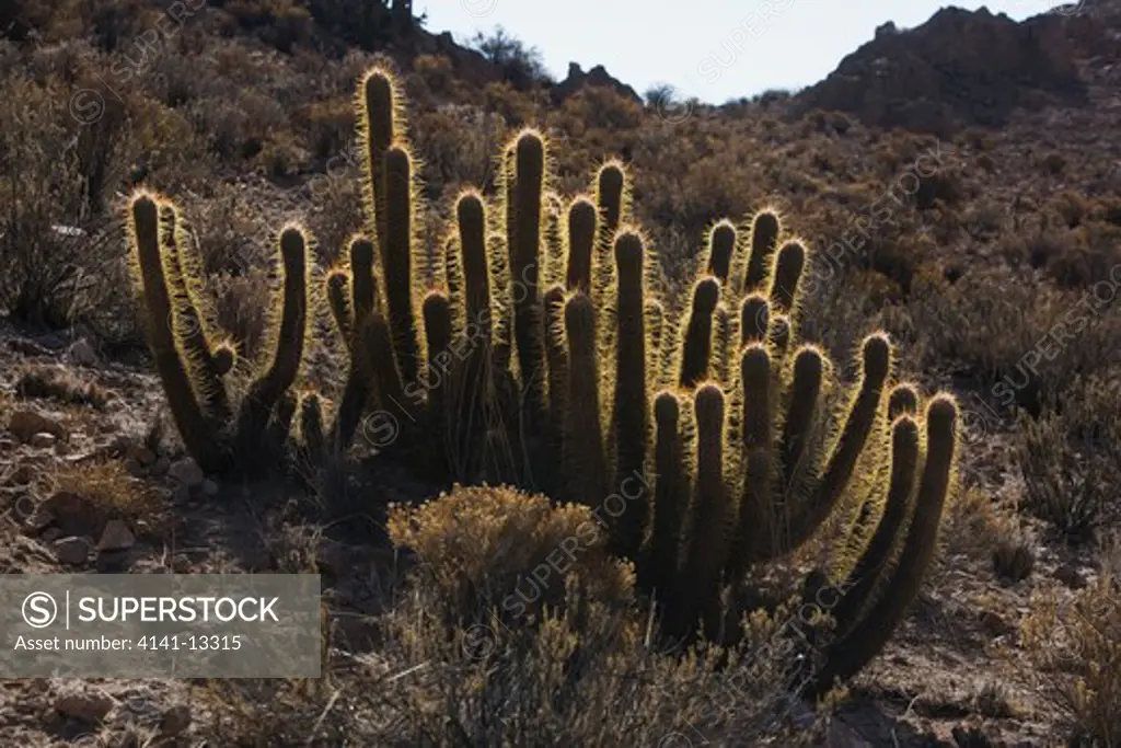 columnar cactus (echinopsis sp.) in the atacama desert near highway 11 chile.