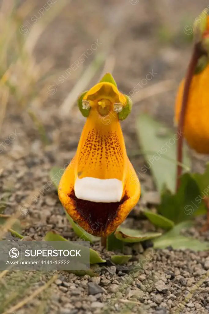 slipper flower (calceolaria acetosella) (also known as zapatito de la virgen) torres del paine national park magallanes region patagonia chile
