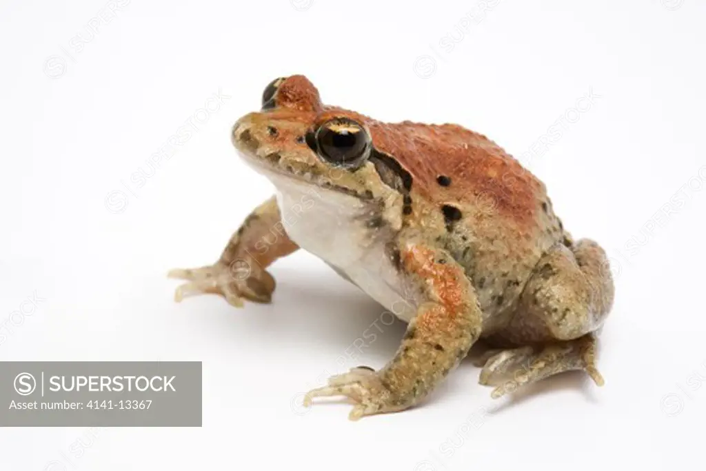 painted frog (discoglossus pictus) red form southern europe and north africa on white background.
