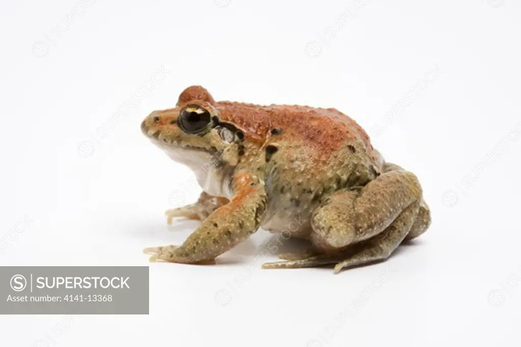 painted frog (discoglossus pictus) red form southern europe and north africa on white background.
