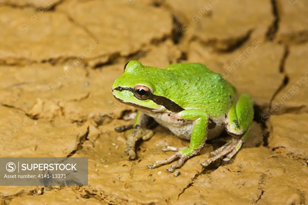 pacific treefrog (pseudacris regilla) (formerly hyla regilla) golden bluffs california united states