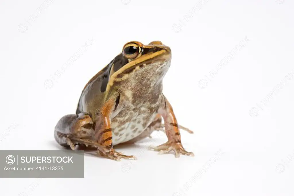 johns' frog rana johnsi on white background. vietnam. also occurs in china cambodia loas and thailand