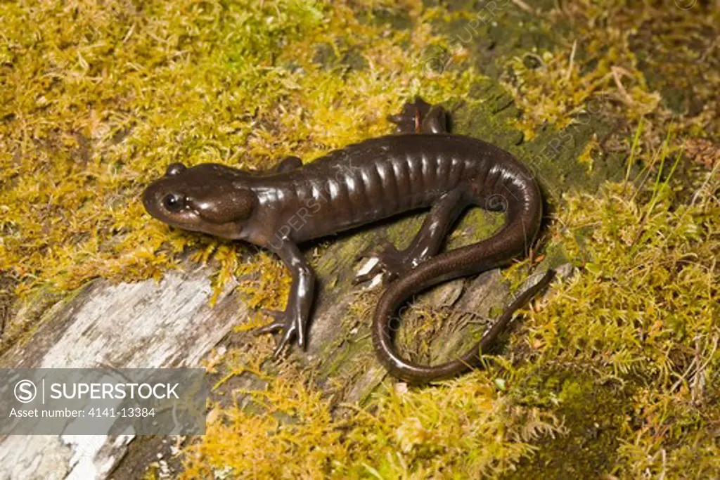 northwestern salamander (ambystoma gracile) golden bluffs california united states