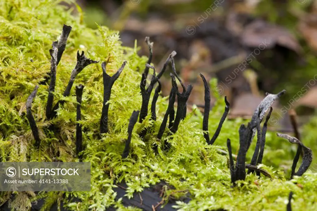 candle-snuff fungus (xylaria hypoxylon) monsal dale derbyshire in the peak district. february.