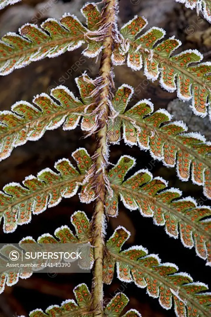 fern frond with soredia and frost uk