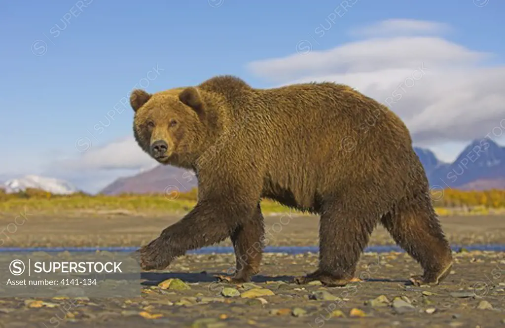 american brown or grizzly bear ursus arctos horribilis walking along beach katmai national park, alaska, usa