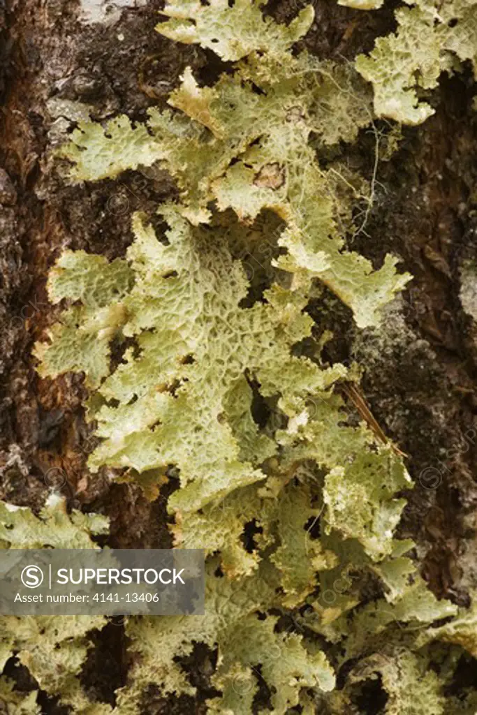 lung lichen (lobaria sp.) cascade mountains oregon united states