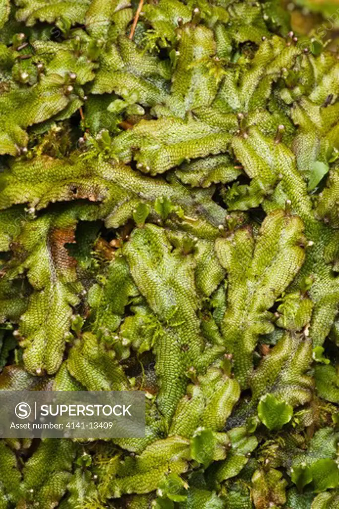 great scented liverwort (conocephalum conicum) hoh rain forest olympic national park washington united states.