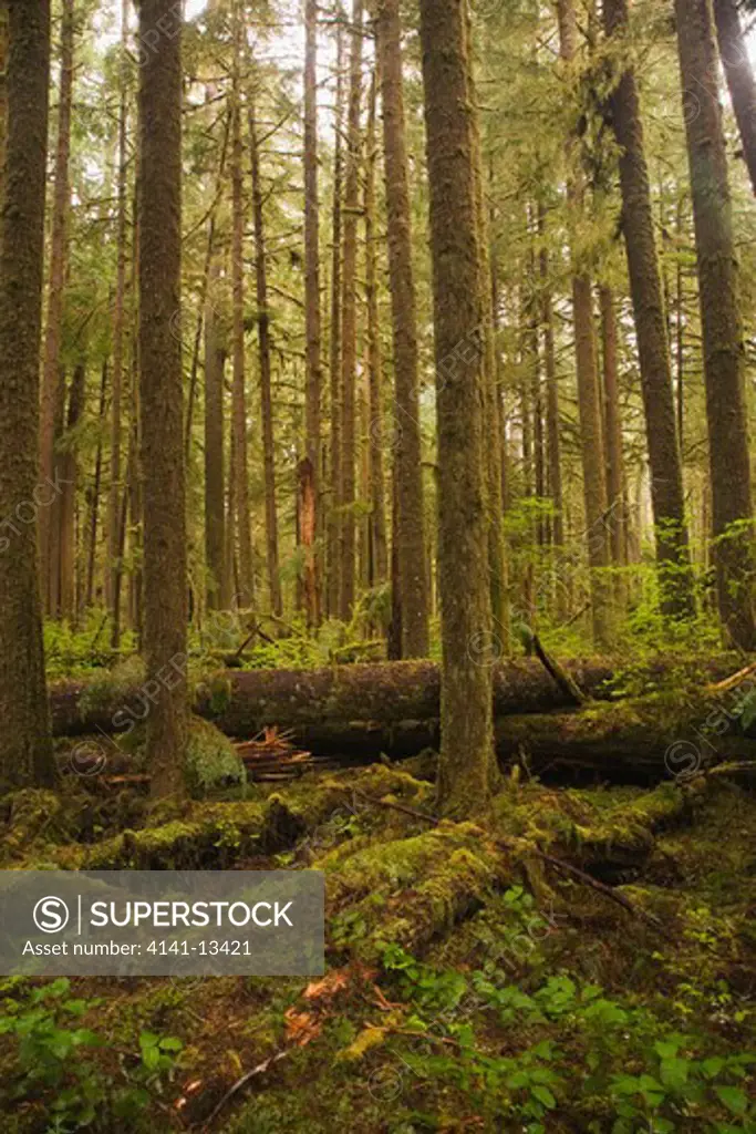 sitka spruce (picea sitchensis) in old growth forest quinault olympic national park washington united states