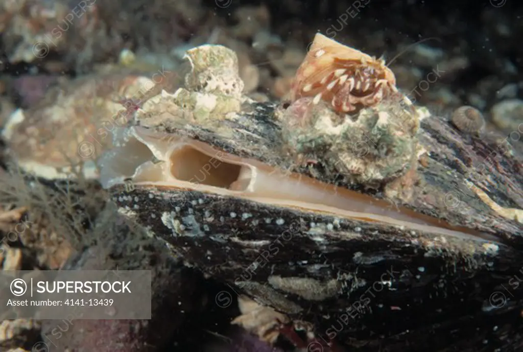 common mussel mytilus edulis with common hermit crab on top of shell. loch carron, wester ross