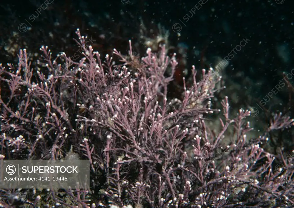 coralweed corallina officinalis moray firth, north east scotland. 