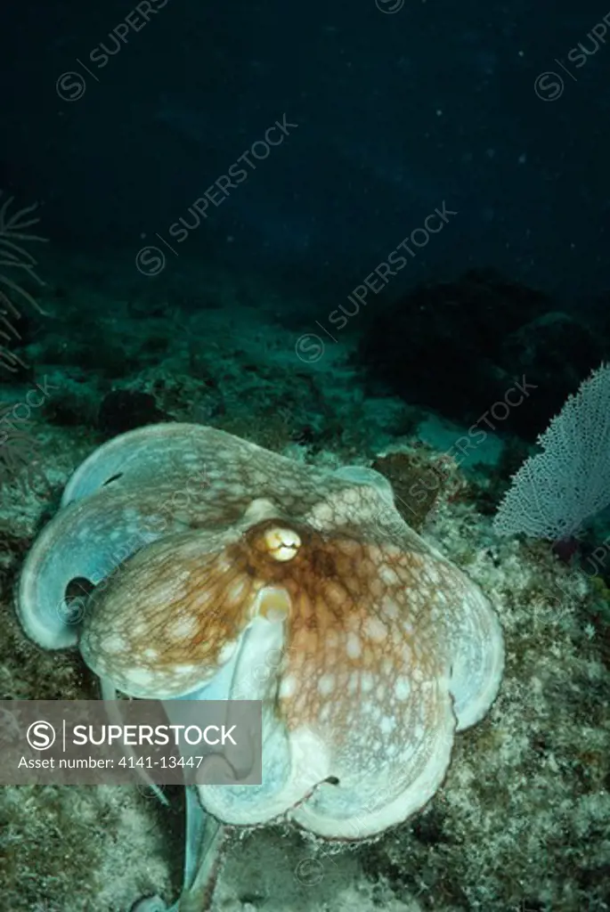 caribbean octopus octopus vulgaris parachuting onto prey caribbean sea 