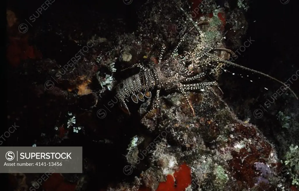 spotted spiny lobster foraging panulirus guttatus at night cozumel, mexican caribbean 
