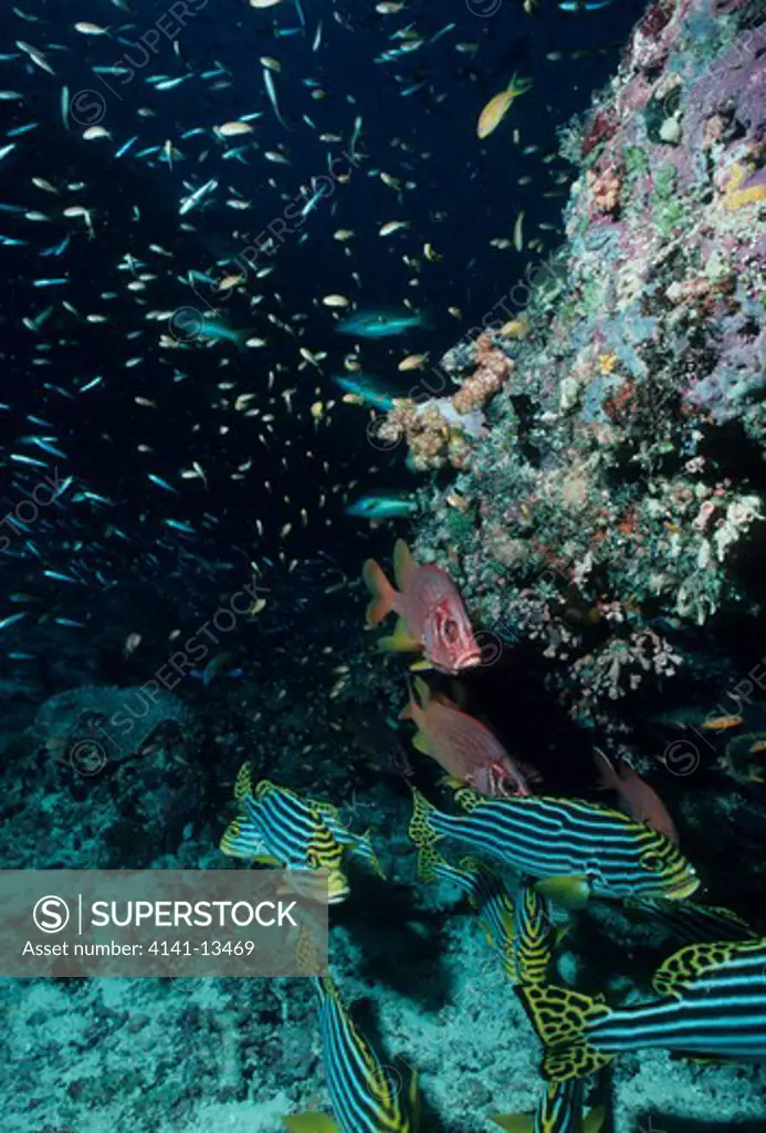 oriental sweetlips (front) plectorhynchus orientalis & long-jawed squirrelfish sargocentron spiniferum