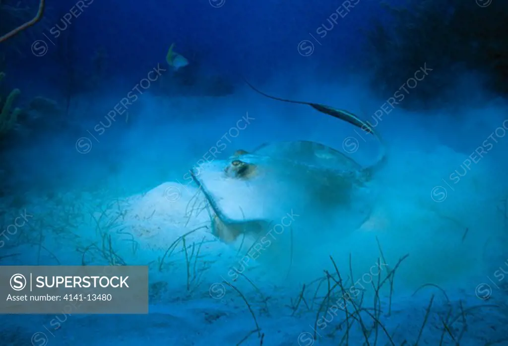 southern stingray dasyatis americana lifting off seabed long island, bahamas, atlantic