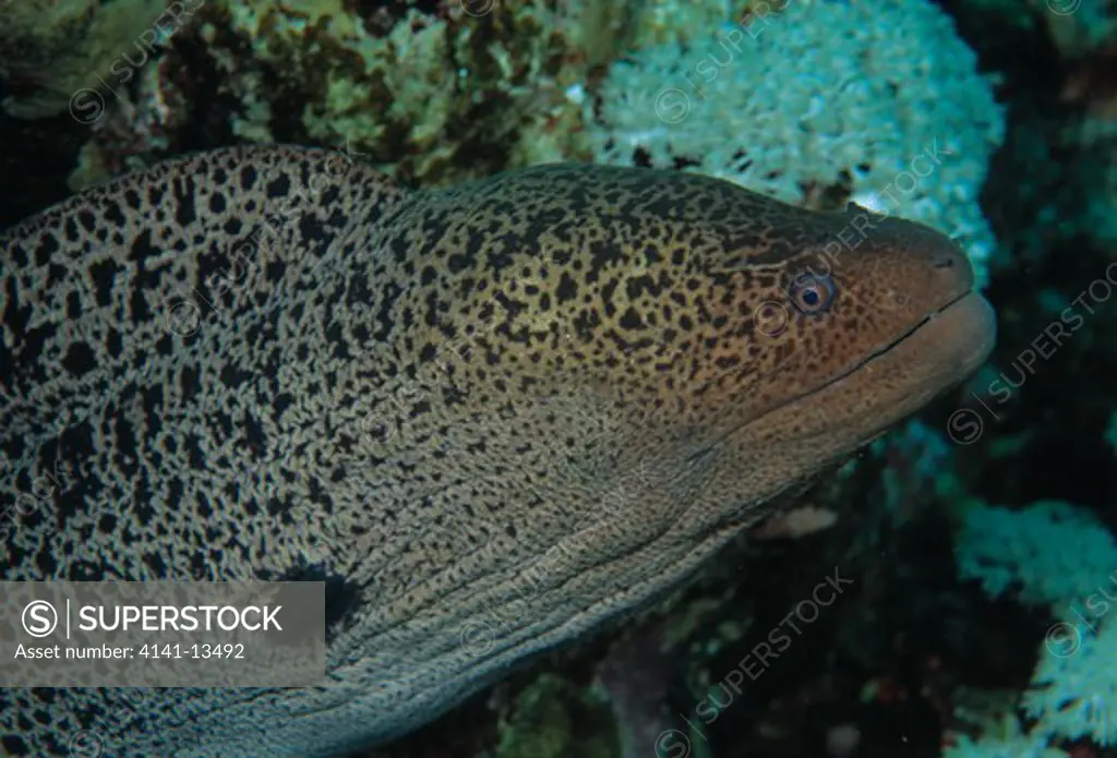 giant moray eel gymnothorax javanicus strait of tiran, red sea