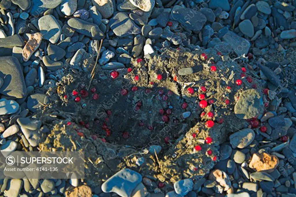 american brown or grizzly bear ursus arctos horribilis fresh scat or faeces showing berries katmai national park, alaska, usa