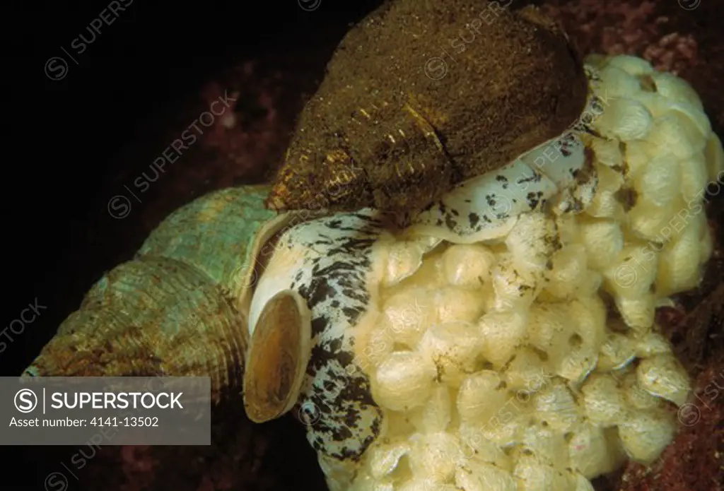 common whelk laying eggs buccinum undatum loch long, argyllshire, scotland.