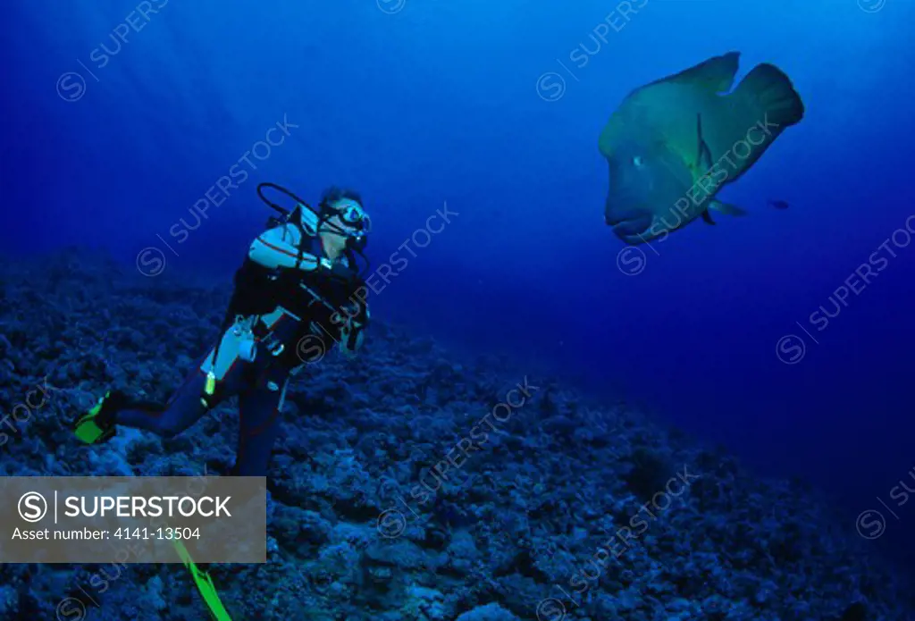 humphead wrasse or napoleonfish cheilinus undulatus with diver, red sea.