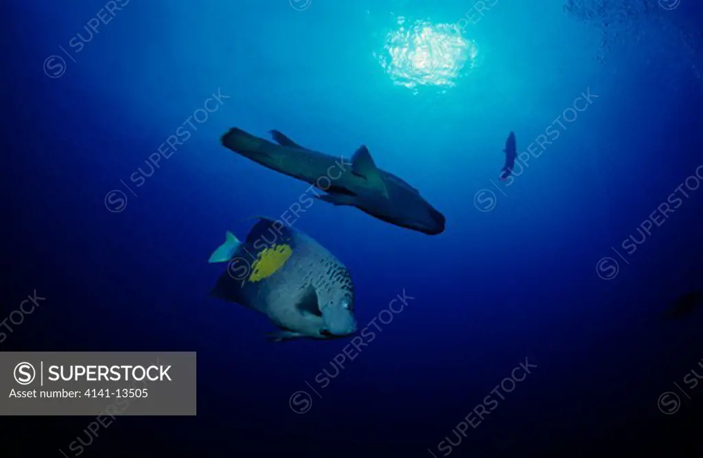 yellowbar angelfish red sea pomacanthus maculosus with humphead wrasse cheilinus undulatus above