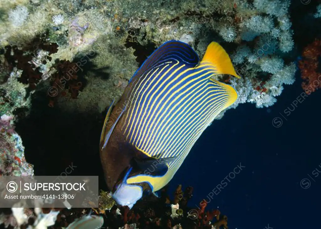 emperor angelfish pomacanthus imperator eating coral on shipwreck gulf of suez, egypt. 